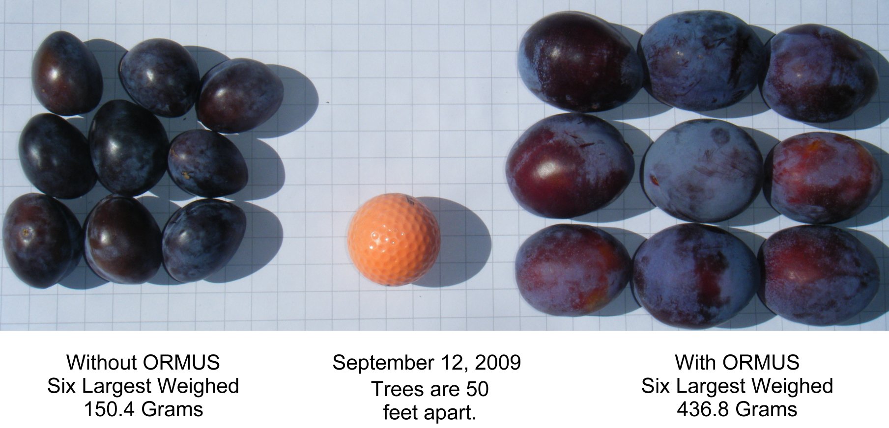 2009 Plums compared
