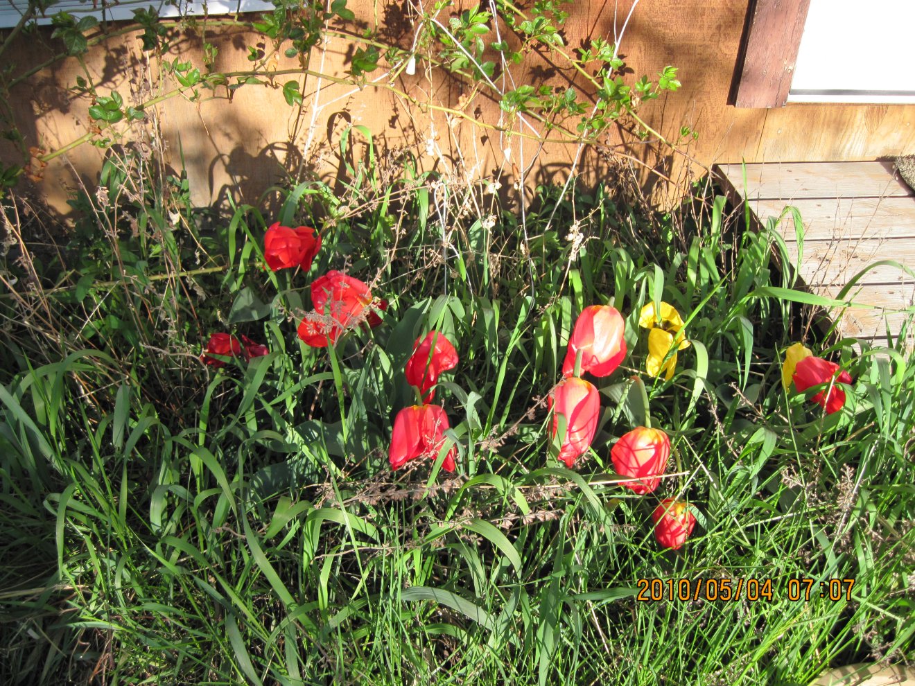 Tulips before snow