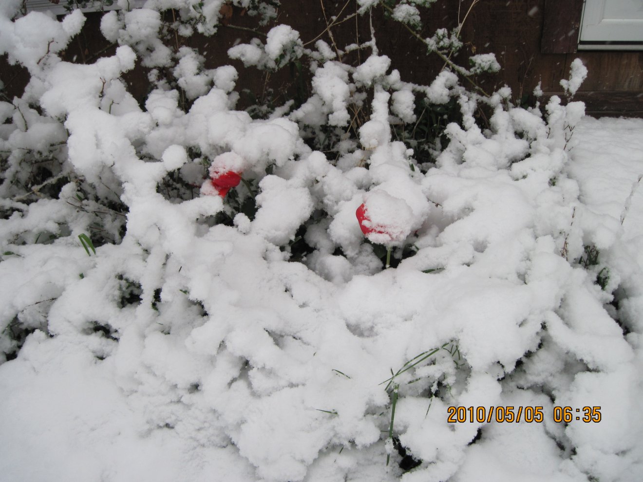 Snow covered tulips