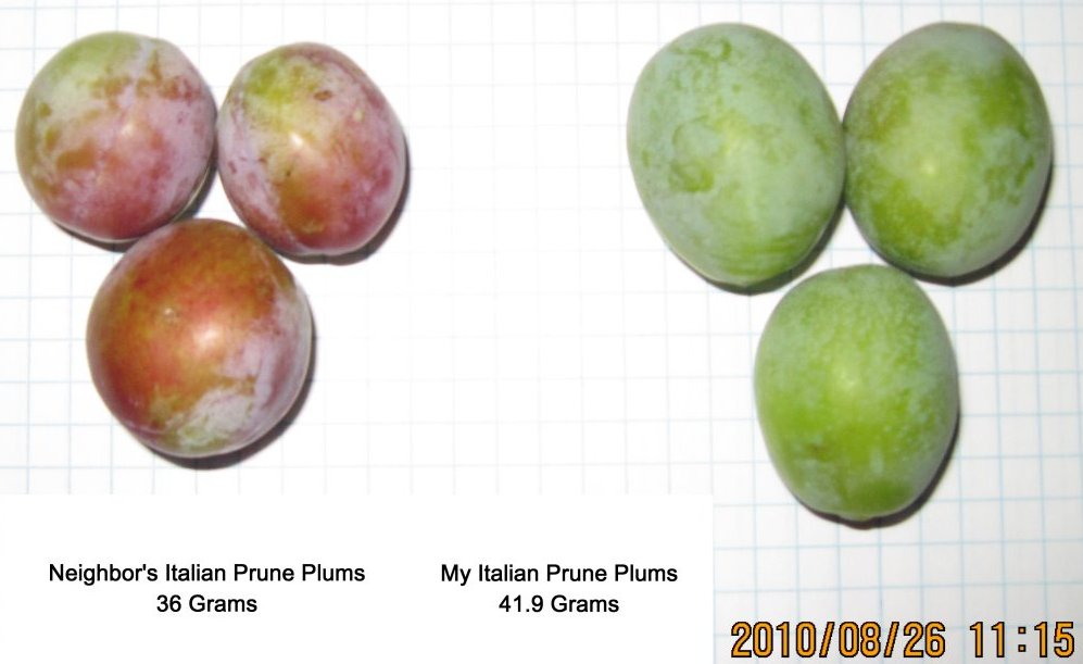 Plum Ripening Chart