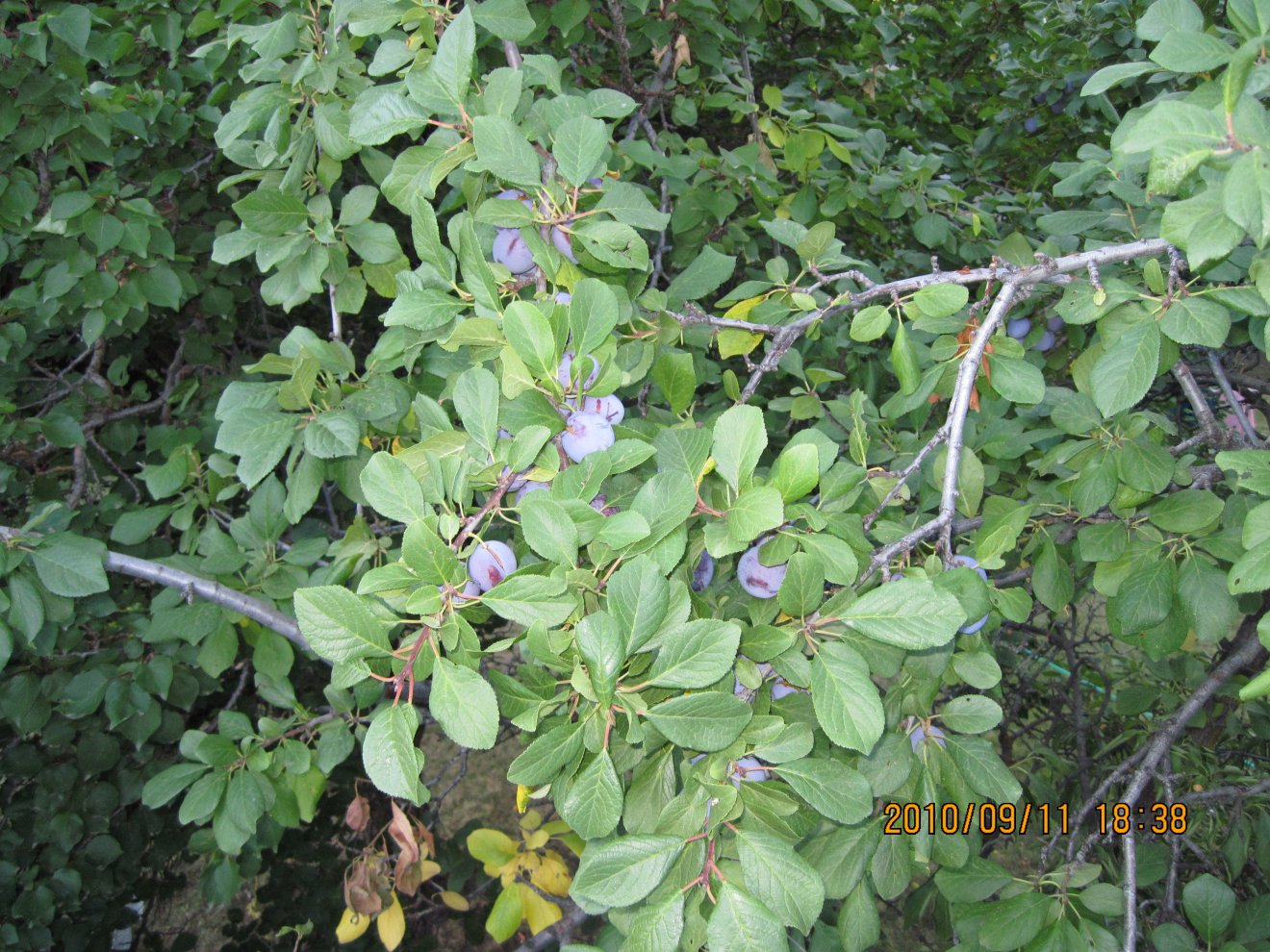 Neighbor Plum Cluster