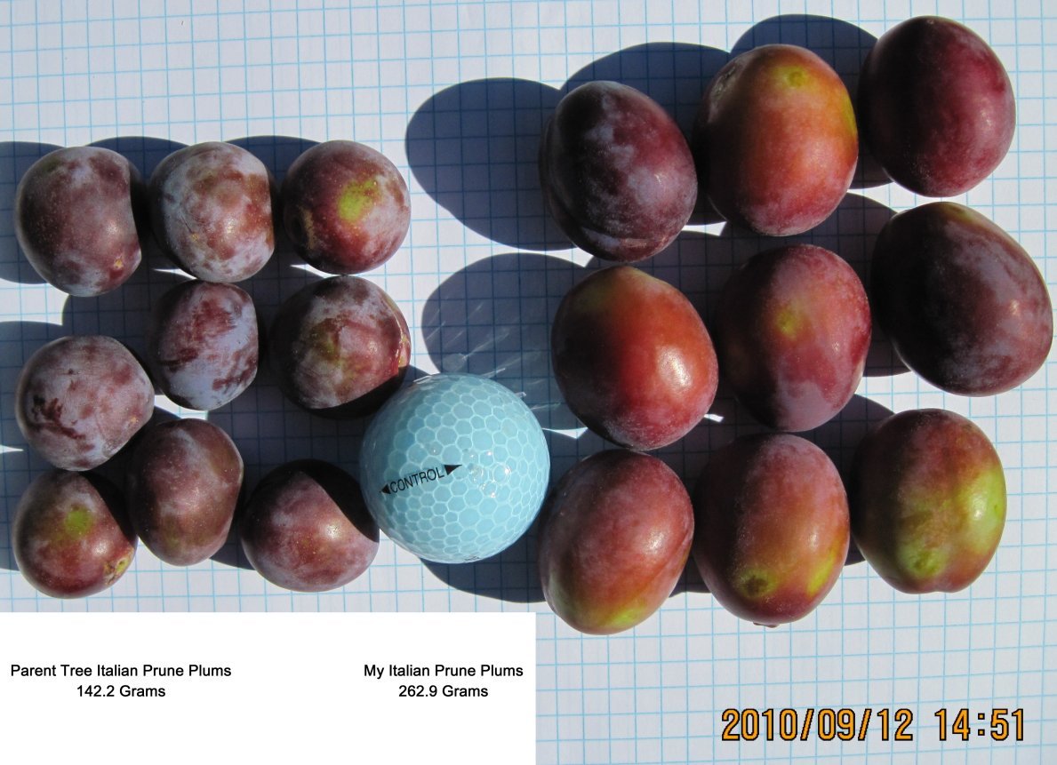 Plum Size and Weight