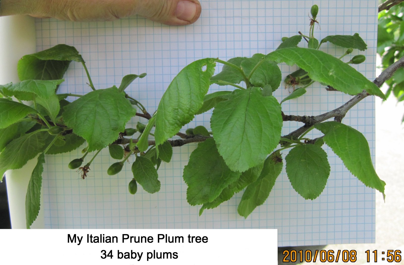 2010-plums-my01.jpg