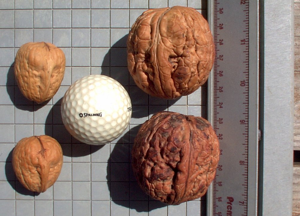 Giant Nuts