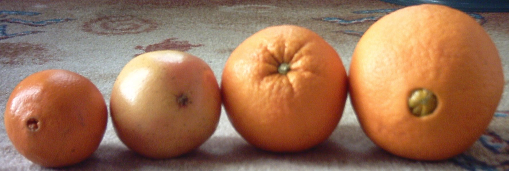 Oranges06