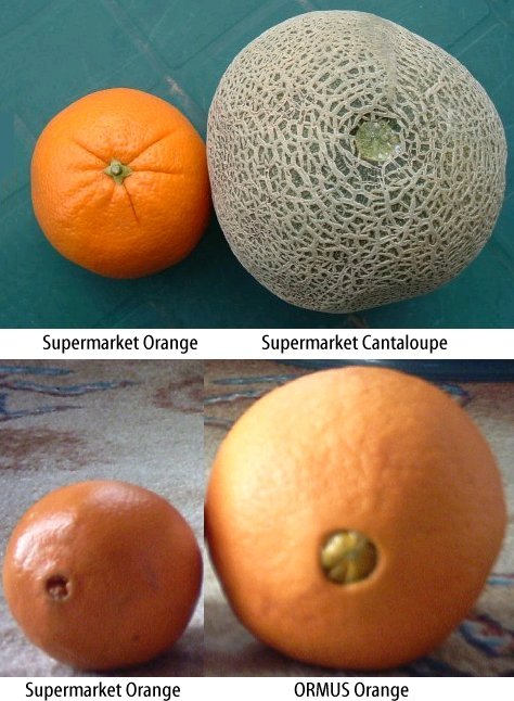 Orange & Cantaloupe